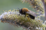 Zwart-rosse zandbij (Andrena clarkella)