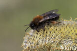 Zwart-rosse zandbij (Andrena clarkella)