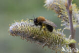 Zwart-rosse zandbij (Andrena clarkella)