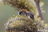 Roodgatje (Andrena haemorrhoa)