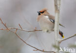 Bohemian Waxwing (Bombycilla garrulus)