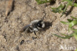 Grijze zandbij (Andrena vaga)