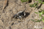 mining bee (Andrena vaga)