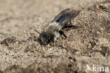 mining bee (Andrena vaga)