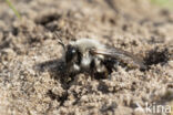 mining bee (Andrena vaga)