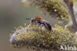 Roodgatje (Andrena haemorrhoa)