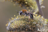 Roodgatje (Andrena haemorrhoa)