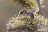 Roodgatje (Andrena haemorrhoa)