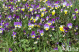 Wild Pansy (Viola tricolor)