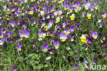 Driekleurig viooltje (Viola tricolor)