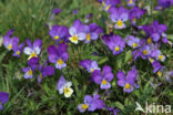 Wild Pansy (Viola tricolor)