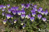 Wild Pansy (Viola tricolor)