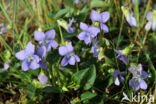 Heath Dog-violet (Viola canina)