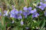 Hondsviooltje (Viola canina)