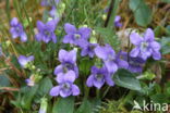 Heath Dog-violet (Viola canina)