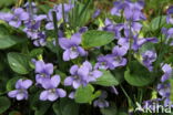 Heath Dog-violet (Viola canina)