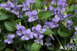 Heath Dog-violet (Viola canina)