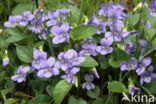 Heath Dog-violet (Viola canina)