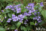 Heath Dog-violet (Viola canina)