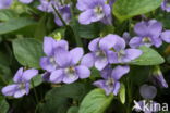 Heath Dog-violet (Viola canina)