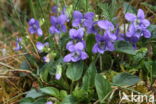 Heath Dog-violet (Viola canina)