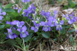 Hondsviooltje (Viola canina)