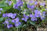 Heath Dog-violet (Viola canina)