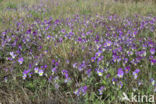 Wild Pansy (Viola tricolor)