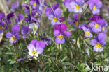 Wild Pansy (Viola tricolor)