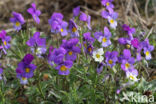 Driekleurig viooltje (Viola tricolor)