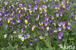 Wild Pansy (Viola tricolor)