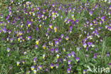 Driekleurig viooltje (Viola tricolor)