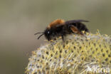 Clark s mining bee (Andrena clarkella)