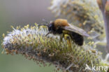 Zwart-rosse zandbij (Andrena clarkella)