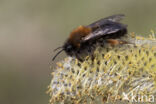 Zwart-rosse zandbij (Andrena clarkella)