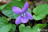 Early Dog-violet (Viola reichenbachiana)