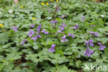 Early Dog-violet (Viola reichenbachiana)