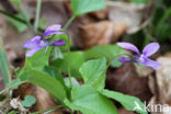 Early Dog-violet (Viola reichenbachiana)