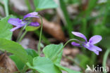 Early Dog-violet (Viola reichenbachiana)