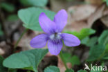 Early Dog-violet (Viola reichenbachiana)