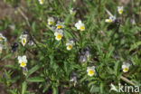 Field Pansy (Viola arvensis)