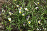 Field Pansy (Viola arvensis)