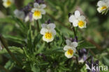 Field Pansy (Viola arvensis)