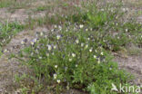 Field Pansy (Viola arvensis)