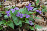 Early Dog-violet (Viola reichenbachiana)