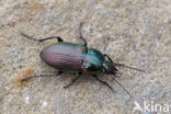 carabid beetle (Poecilus versicolor)