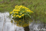 Dotterbloem (Caltha palustris)