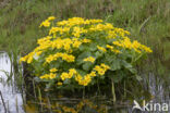 Dotterbloem (Caltha palustris)