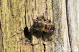 Rosse metselbij (Osmia bicornis)