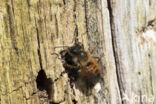 Rosse metselbij (Osmia bicornis)